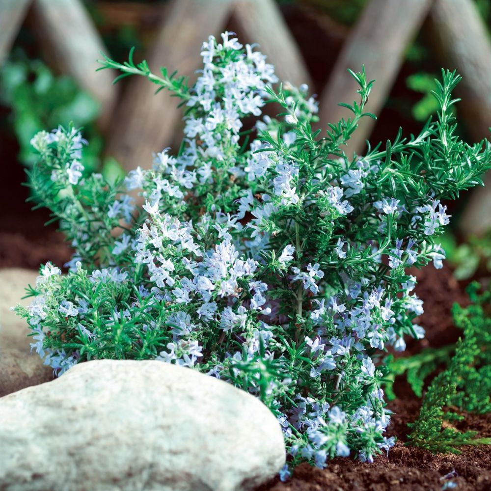 Rosmarin Rosmarinus Officinalis Blue Winter Lichtnelke Pflanzenversand