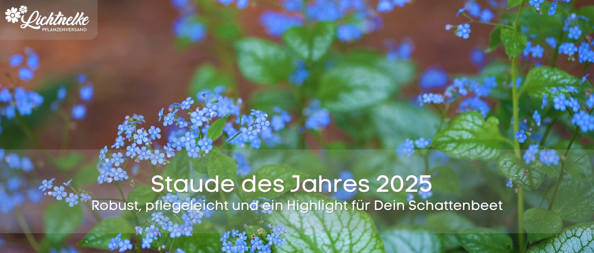 Staude des Jahres 2025