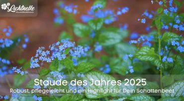 Staude des Jahres 2025