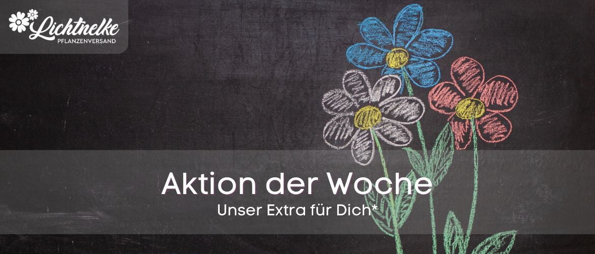 Aktion der Woche