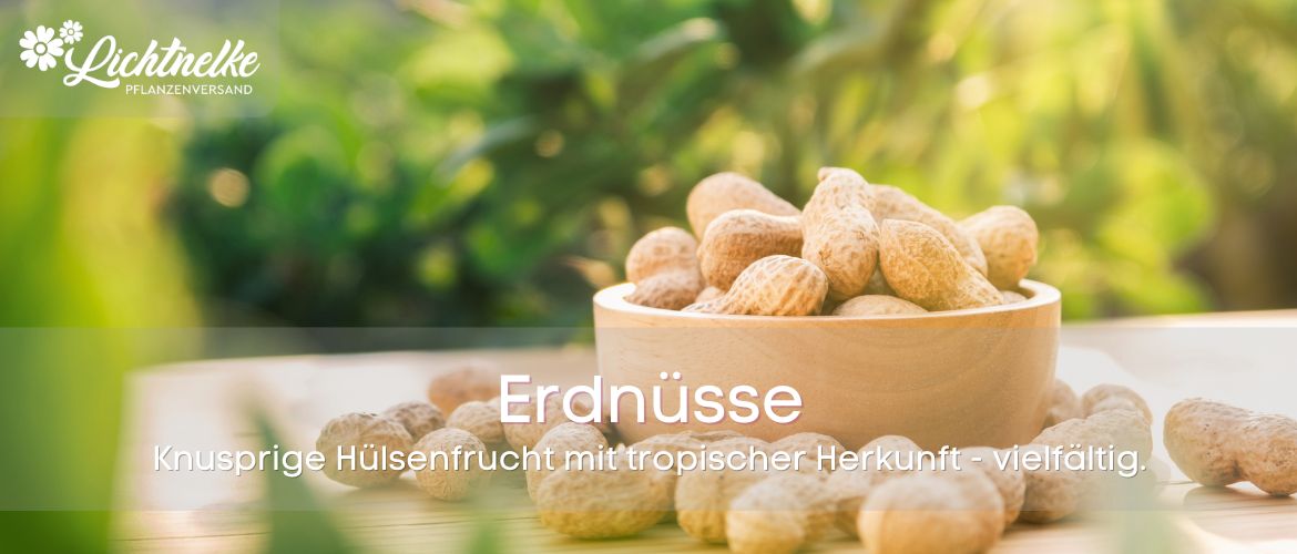 Erdnüsse