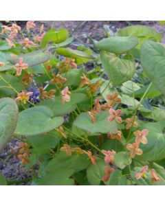 Elfenblume (Epimedium warleyense) Orangekönigin