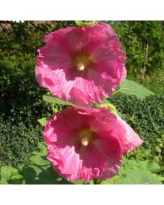 Stockrose (Alcea rosea) Radiant Rose