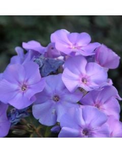 Flammenblume (Phlox paniculata) Blue Boy