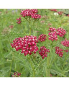 Schafgarbe (Achillea millefolium) Kirschkönigin / Cerise Queen