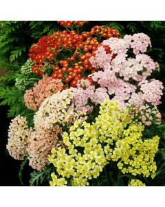 Schafgarbe (Achillea millefolium) Summer Pastels