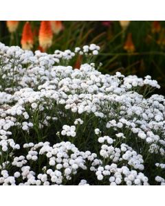 Bertramsgarbe (Achillea ptarmica) Peter Cottontail