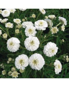 Bertramsgarbe (Achillea ptarmica) The Pearl