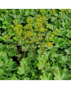 Echter Frauenmantel (Alchemilla vulgaris)