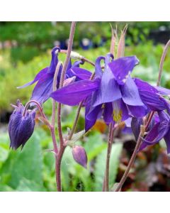 Alpenakelei (Aquilegia alpina ) 