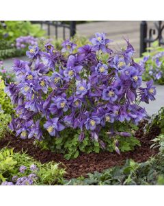 Akelei (Aquilegia caerulea) EARLYBIRD Purple Blue