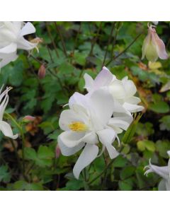 Akelei (Aquilegia x caerulea) SPRING MAGIC White