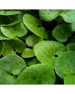 Haselwurz (Asarum europaeum) 