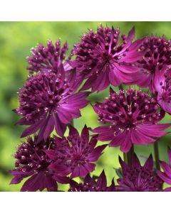 Große Sterndolde (Astrantia major) Venice