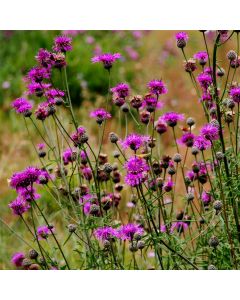 Skabiosen-Flockenblume (Centaurea scabiosa) 