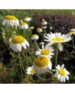 Echte Kamille (Chamomilla recutita / Matricaria chamomilla) 