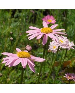 Rosa Strauchmargerite (Chrysanthemum coccineum) Robinson Rosa