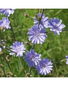 Wegwarte (Cichorium intybus) 