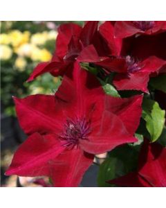 Waldrebe (Clematis) Nubia Boulevard Evipo079