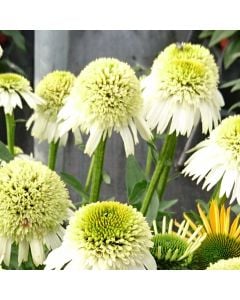 Sonnenhut (Echinacea purpurea) Delicious Nougat