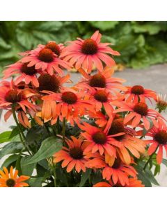 Sonnenhut (Echinacea) Julia