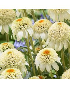 Sonnenhut (Echinacea) Milk Shake