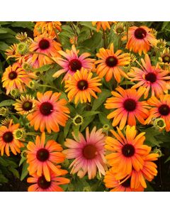 Sonnenhut (Echinacea) Rainbow Marcella