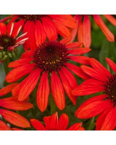 Sonnenhut (Echinacea) Red Pearl