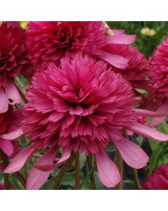 Sonnenhut (Echinacea) Southern Belle