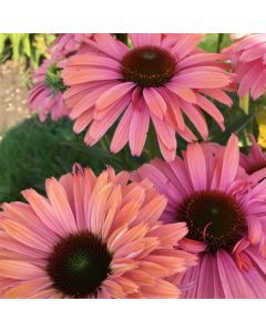 Sonnenhut (Echinacea) SUNSEEKER Rainbow