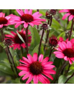 Sonnenhut (Echinacea) SUNSEEKER Purplelicious