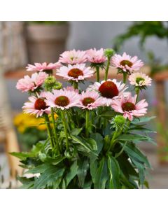 Sonnenhut (Echinacea) SUNSEEKER Salmon