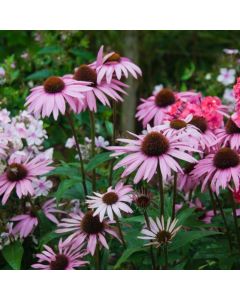 Sonnenhut (Echinacea purpurea) August Königin