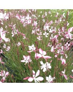 Prachtkerze (Gaura lindheimerii) Rosy Jane