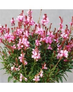 Prachtkerze (Gaura lindheimerii) Siskiyou Pink