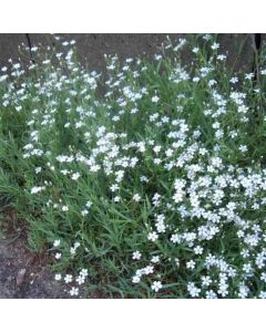 Zwergschleierkraut (Gypsophila repens) Alba