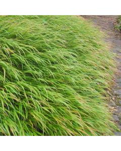 Japan-Berggras (Hakonechloa macra) 