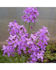 Nachtviole (Hesperis matronalis) 