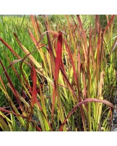 Flammengras / Japanisches Blutgras (Imperata cylindrica) Red Baron