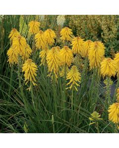 Fackellilie (Kniphofia) Banana POPSICLE