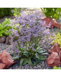 Blauer Strandflieder (Limonium gmellinie) Dazzle Rocks