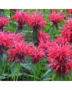 Indianernessel (Monarda fistulosa) Gardenview Scarlett