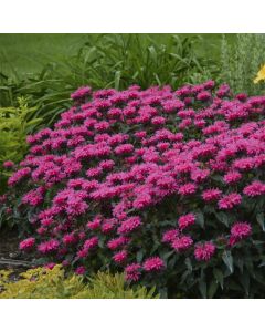 Indianernessel (Monarda didyma) SUGAR BUZZ Bubblegum Blast