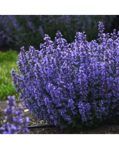 Katzenminze (Nepeta) Cat's Pajamas