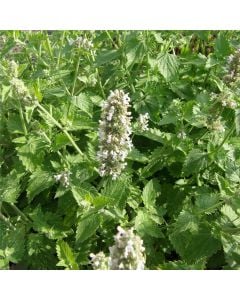 Echte Katzenminze (Nepeta cataria) 