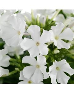 Flammenblume (Phlox paniculata) EARLY White