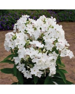 Flammenblume (Phlox) Famous 'White'