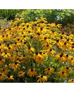 Gelber Sonnenhut (Rudbeckia fulgida ) Goldsturm