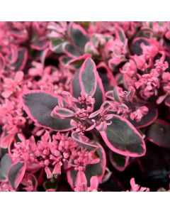 Fetthenne (Sedum) SUNSPARKLER Dream Dazzler