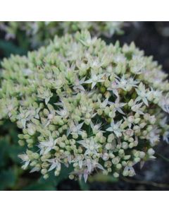 Sedum (Prachtfetthenne) Thunder